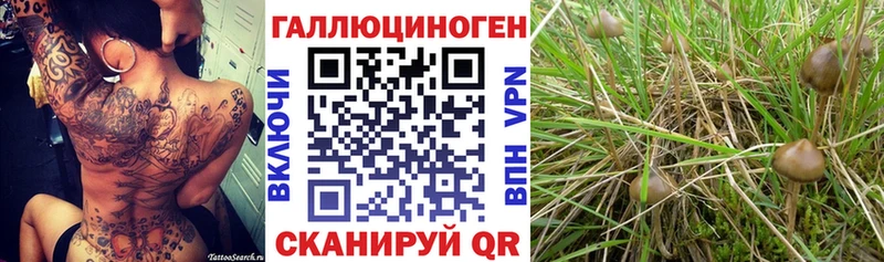Купить  Палласовка  Галлюциногенные грибы Psilocybe 